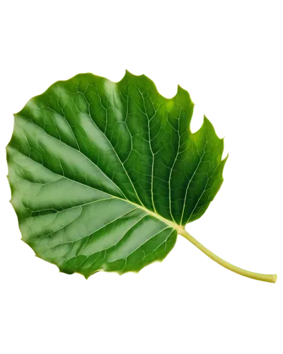 grape leaf,beech leaf,ginkgo leaf,fig leaf,fan leaf,custody leaf,leaf vegetable,mammoth leaf,walnut leaf,magnolia leaf,acorn leaf,trumpet leaf,foliage leaf,mape leaf,lotus leaf,round leaved liverleaf,rose leaf,tropical leaf,chestnut leaf,green leaf,Art,Artistic Painting,Artistic Painting 47