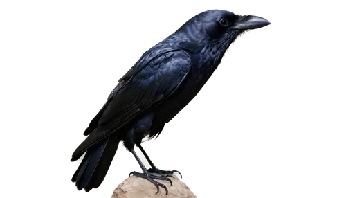 3d crow,corvidae,hyacinth macaw,carrion crow,raven sculpture,black vulture,common raven,american crow,black raven,raven bird,black crow,blue buzzard,crows bird,drongo,ravens,microraptor,corvus corax,magpie,pied crow,corvus corone,Illustration,Japanese style,Japanese Style 10