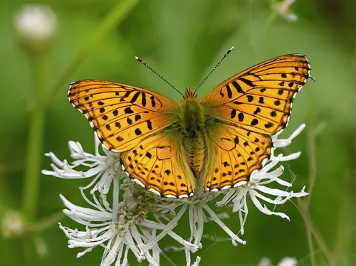 Write a suspenseful story about a silver-washed fritillary entangled in a spider's web.,dark-green-fritillary,dark green fritillary,euphydryas,pearl-bordered fritillar,great spangled fritillary,high b