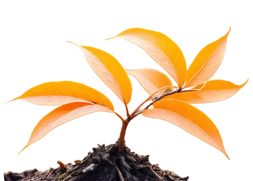 Twisted branches, morning dew, soft sunlight filtering through leaves, autumn season, orange yellow leaves, thick trunk, roots deep in earth, 3/4 composition, shallow depth of field, warm color tone, 