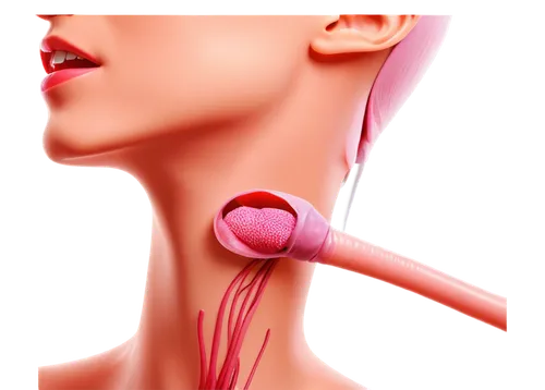 medical illustration,oropharyngeal,velopharyngeal,nasopharyngeal,laryngeal,thyroidectomy,earbuds,pharyngeal,hypothyroidism,medical concept poster,esophagus,sternocleidomastoid,tracheotomy,esophageal,injectables,plexuses,endotracheal,intranasal,sympathectomy,carotid,Illustration,American Style,American Style 05