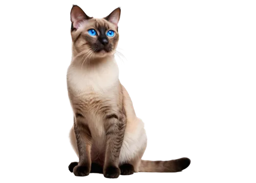 siamese cat,siamese,tonkinese,blue eyes cat,cat on a blue background,cat with blue eyes,bluestar,european shorthair,jayfeather,birman,bubastis,felino,colotti,cat vector,breed cat,transparent background,suara,bastet,bluesier,cat image,Art,Classical Oil Painting,Classical Oil Painting 12