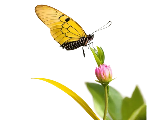 butterfly background,butterfly isolated,yellow butterfly,butterfly on a flower,isolated butterfly,butterfly vector,swallowtail butterfly,butterfly clip art,pollinator,butterfly,transparent background,swallowtail,butterflyer,yellow petal,butterfly floral,flower background,yellow dragonfly,pollinate,swallowtails,butterfly moth,Art,Classical Oil Painting,Classical Oil Painting 21