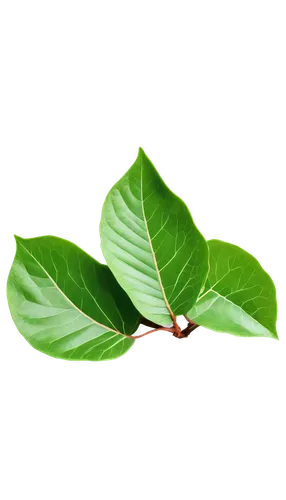 spring leaf background,leaf background,walnut leaf,tree leaf,magnolia leaf,tropical leaf,chestnut leaf,green leaf,mape leaf,leaf green,coconut leaf,acorn leaf,green wallpaper,gum leaves,fig leaf,bay leaf,green background,moraceae,beech leaf,custody leaf,Art,Classical Oil Painting,Classical Oil Painting 25