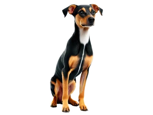 pinscher,basenji,doberman,dobie,rat terrier,doberan,sighthound,coonhound,dobermannt,galga,bull terrier,galgo,jack russel terrier,oberweiler,marmaduke,dog illustration,jack russell terrier,lurcher,american staffordshire terrier,kelpie,Conceptual Art,Daily,Daily 06