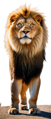 male lion,lion,skeezy lion,iraklion,forest king lion,lionni,african lion,kion,magan,mandylion,female lion,lion father,panthera leo,goldlion,lion number,lion white,lionnet,lion - feline,simha,lion head,Photography,Documentary Photography,Documentary Photography 38