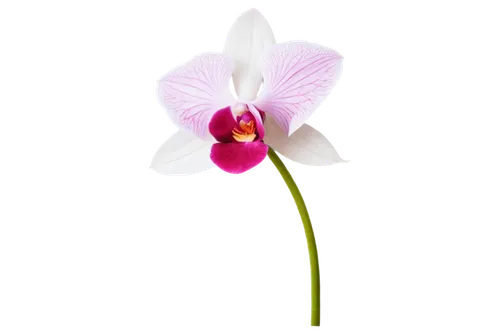 orchid flower,orchid,flowers png,mixed orchid,butterfly orchid,orchidaceae,laelia,wild orchid,pleione,phalaenopsis orchid,flower background,pink tulip,pink flower,moth orchids,stylidium,flower wallpaper,tulip background,masdevallia,single flower,spectabilis,Conceptual Art,Fantasy,Fantasy 11