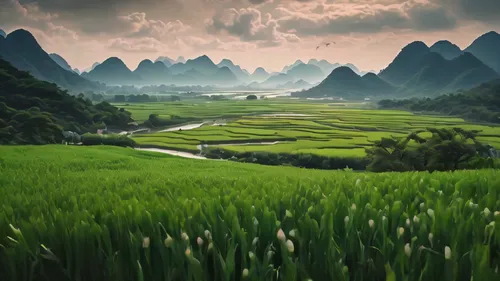 rice fields,guilin,green landscape,ricefield,mountainous landscape,rice field,rice paddies,karst landscape,the rice field,landscape background,vietnam,rice terrace,mountain landscape,guizhou,beautiful landscape,ha giang,nature landscape,yunnan,ham ninh,viet nam,Photography,General,Cinematic