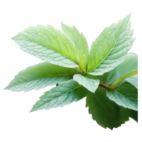 mint leaf,spring leaf background,stevia,nettle leaves,leaf background,green leaf,mentha,naturopathy,naturopathic,green leaves,menthe,aromatic plant,raspberry leaf,green wallpaper,aaaa,leaf green,peppermint tea,mape leaf,spearmint,lemon balm,Conceptual Art,Oil color,Oil Color 03