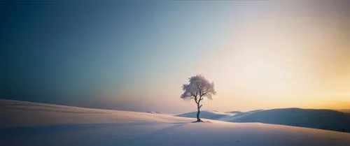 a lone tree in the distance on a snowy day,girl on the dune,wintersun,white sands dunes,woman silhouette,hosseinian,snowdrift