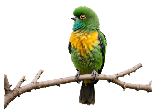 Small bird, perched, green branch, bright plumage, yellow beak, big round eyes, fluffy feathers, tiny legs, claws gripping, morning sunlight, soft focus, 3/4 composition, warm color tone, shallow dept