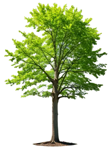 arbor day,siberian elm,patrol,aaa,european beech,thunberg's fan maple,european ash,flourishing tree,oregon white oak,tree species,green tree,chile de árbol,cleanup,a young tree,chastetree,californian white oak,elm,a tree,columbian spruce,aa,Photography,General,Realistic