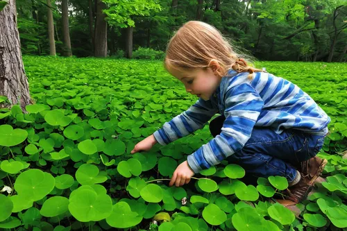 picking vegetables in early spring,wood-sorrel,forage clover,wood sorrel,redwood sorrel,wood sorrel family,creeping wood sorrel,lotus plants,violet woodsorrel,moschatel family,smartweed-buckwheat family,hybrid clover,clover leaves,pond plants,lily pad,foragers,aquatic plants,dutch clover,aquatic plant,green soybeans,Illustration,American Style,American Style 03