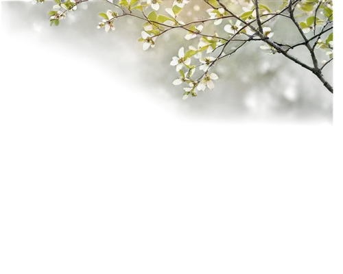 Dogwood tree, autumn season, bright red berries, white flowers, branches stretching upwards, thick trunk, roots deep in earth, morning dew, soft sunlight filtering through leaves, 3/4 composition, sha