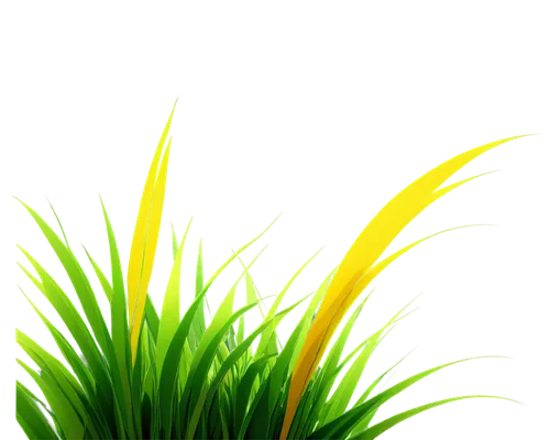 sweet grass plant,grass fronds,yellow nutsedge,citronella,wheat grass,wheatgrass,long grass,grass,ornamental grass,sweet grass,palm tree vector,grass grasses,wheat germ grass,grass lily,yellow grass,feather bristle grass,block of grass,lemongrass,beach grass,blooming grass,Art,Artistic Painting,Artistic Painting 27