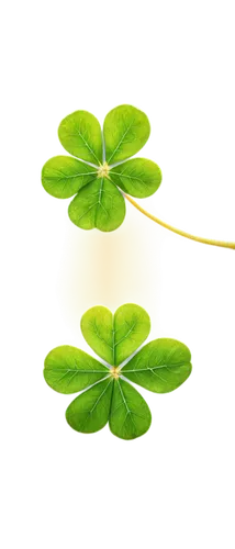 4-leaf clover,five-leaf clover,four-leaf clover,4 leaf clover,three leaf clover,four leaf clover,a four leaf clover,clover leaves,clovers,symbol of good luck,pot of gold background,spring leaf background,medium clover,lucky clover,narrow clover,patrol,shamrock,wood-sorrel,triangular clover,redwood sorrel,Conceptual Art,Daily,Daily 05