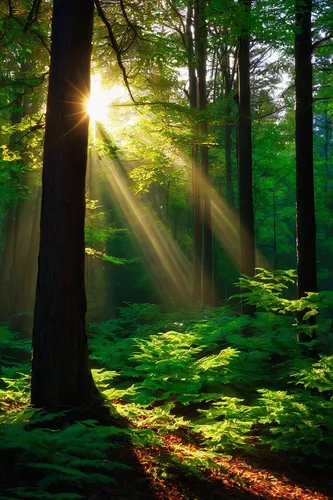 Nature Trees Forest Sun Rays Leaves Branch Plants,aaa,sunlight through leafs,green forest,light rays,sunrays,germany forest,sun rays,god rays,sunbeams,coniferous forest,tropical and subtropical conife