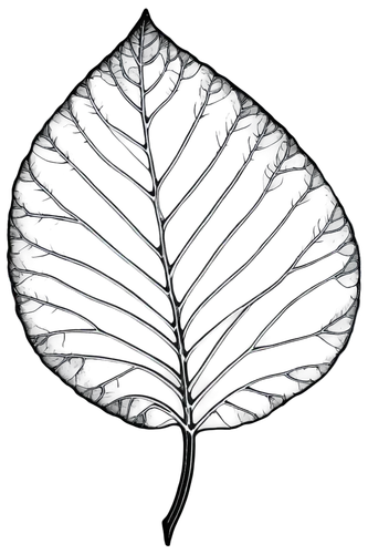 magnolia leaf,fan leaf,fig leaf,mape leaf,walnut leaf,ginkgo leaf,leaf drawing,mammoth leaf,skeleton leaf,tropical leaf,tree leaf,custody leaf,leaf structure,chestnut leaf,giant leaf,acorn leaf,beech leaf,jungle leaf,leaf rectangle,suspended leaf,Illustration,Realistic Fantasy,Realistic Fantasy 34