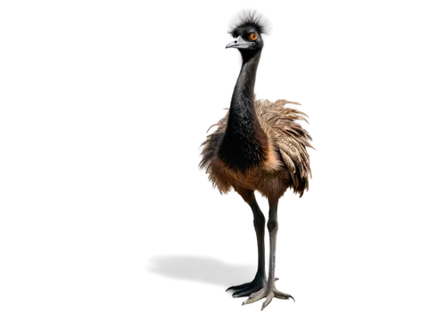 grey neck king crane,ostrich,emu,platycercus,eastern crowned crane,grey crowned crane,gray crowned crane,crane-like bird,platycercus elegans,white-naped crane,platycercus eximius,bird png,troodon,charadriiformes,greater rhea,cassowary,demoiselle crane,ostriches,australian bird,sandhill crane,Conceptual Art,Sci-Fi,Sci-Fi 02