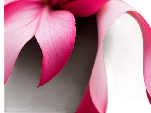 pink tulip,cyclamen,pink tulips,pink petals,calla lily,tulip background,pink magnolia,tulip magnolia,fuschia,calla lilies,anthurium,tulips magnolia,pink flower,abstract flowers,fuchsia,lotuses,pointed flower,zantedeschia,fuchsias,erythronium,Illustration,Black and White,Black and White 28