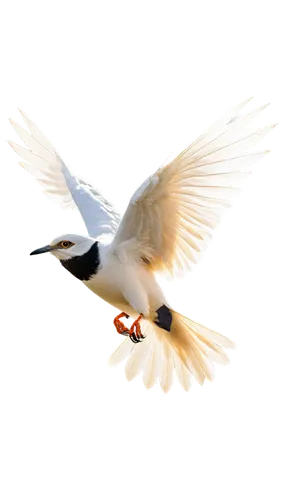 Bird in flight, wings spread wide, feathers ruffled, blue sky background, few white clouds, sunlight casting subtle shadows, dynamic pose, 3/4 composition, shallow depth of field, warm color tone, cin