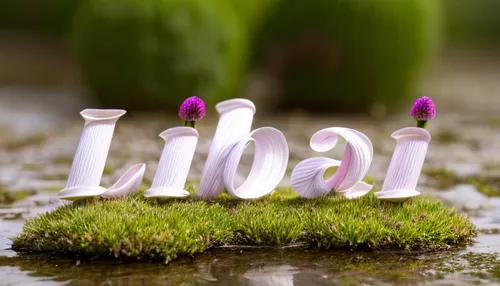 libra,zodiac sign libra,luau,lalab,horoscope libra,liberia,lei,decorative letters,lebar cm island,ursaab,lilikoi,lensball,alphabet word images,bahian cuisine,lobelia,jilbab,novruz,nabib,imbabura,chả l