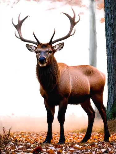 elk park,male deer,whitetail,red deer,elk bull,elk,cervus elaphus,whitetail buck,antler velvet,pere davids male deer,bull elk resting,red-necked buck,european deer,deer bull,wapiti,antlered,venado,bull elk on lateral moraine,rutting,stag,Conceptual Art,Fantasy,Fantasy 29