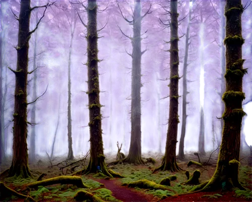 beech forest,cartoon forest,birch forest,foggy forest,beech trees,winter forest,fir forest,coniferous forest,forest landscape,spruce forest,deciduous forest,forest,forest background,forest glade,germany forest,forest floor,elven forest,forest of dreams,the forest,mixed forest,Conceptual Art,Daily,Daily 31