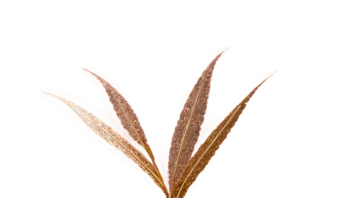 spikelets,citronella,echinochloa,epilobium,panicum,elymus,poaceae,cyperus,eragrostis,septoria,ornamental grass,eleocharis,miscanthus,spikelet,pennisetum,bromus,sweet grass plant,agrostis,rumex,needlegrass,Illustration,Black and White,Black and White 24