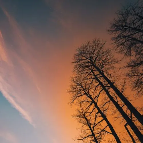 leafless,orange sky,tree silhouette,autumn sky,bare trees,winter sky,Photography,General,Cinematic