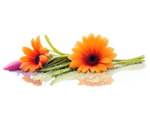 flowers png,flower background,gerbera flower,gerbera daisies,floral digital background,gerbera,flower wallpaper,chrysanthemum background,floral background,paper flower background,tropical floral background,edible flowers,flower illustrative,flower arrangement lying,cactus digital background,tulip background,spring leaf background,sunflower lace background,cut flowers,flower arrangement,Photography,Artistic Photography,Artistic Photography 05