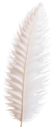 swan feather,ostrich feather,hawk feather,feather bristle grass,white feather,bristles,peacock feather,chicken feather,dish brush,bird feather,hair brush,feather headdress,pigeon feather,prince of wales feathers,feather,cotton swab,hair comb,hairbrush,feather on water,quills,Conceptual Art,Daily,Daily 27