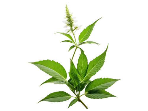 motherwort,stevia rebaudiana,stevia,mugwort,japanese mugwort,indian nettle,tulsi,ruprecht herb,citronella,gypsywort,mentha,lemon beebalm,dulcimer herb,nettle leaves,aromatic plant,ocimum tenuiflorum,alternanthera,medicinal plant,stinging nettle,morinda citrifolia,Art,Artistic Painting,Artistic Painting 07