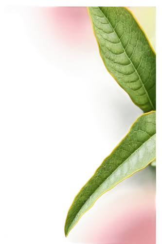 jojoba oil,spring leaf background,naturopathy,syzygium,rose hip oil,pink lisianthus,flowers png,tea leaf,ylang-ylang,homeopathically,web banner,magnolia leaf,tea tree,camellia,lemon myrtle,morinda,leaf background,syzygium aromaticum,weigela,pink floral background,Art,Artistic Painting,Artistic Painting 48