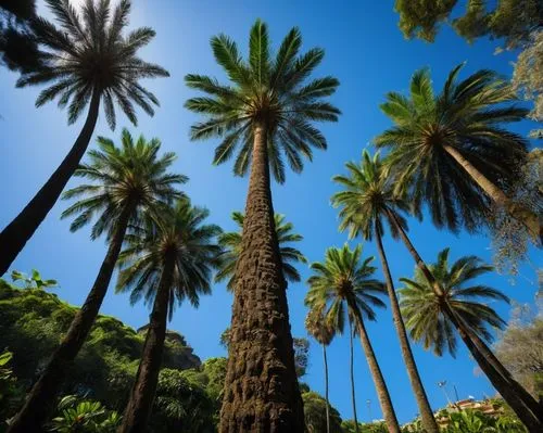 As the effect of Italy's climate turning "tropics". A trees in Naples (Napoli), Italy is now converted to 'fully rainforest' such as coconut palm, palm oil, acacia, kapok (climate location: Tropical r