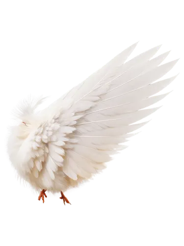 dove of peace,anjo,angel wing,white eagle,angel wings,white dove,bird png,doves of peace,whitewings,gwe,uniphoenix,white feather,white bird,cockerel,winged,featherlite,angelfire,kagu,featherlike,peace dove,Illustration,Paper based,Paper Based 22