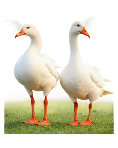 a pair of geese,geese,duck females,ducks,gooseander,greylag geese,fry ducks,goose game,ducks  geese and swans,duck meet,herring gulls,avian flu,wild ducks,duck,female duck,water fowl,larus,snow goose,white pigeons,araucana,Conceptual Art,Daily,Daily 22