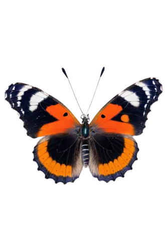 butterfly vector,orange butterfly,butterfly background,butterfly isolated,morphos,butterfly clip art,euphydryas,polygonia,checkerspot,eye butterfly,isolated butterfly,french butterfly,garrisoned,large aurora butterfly,adelpha,ornithoptera,butterfly moth,hypolycaena,metalmark,acraea,Conceptual Art,Sci-Fi,Sci-Fi 12