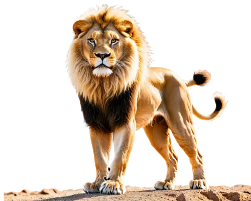 male lion,panthera leo,lion,african lion,female lion,lion white,goldlion,aslan,magan,leonine,forest king lion,iraklion,mandylion,lionni,lion father,kion,tigon,male lions,lionheart,lion - feline,Conceptual Art,Sci-Fi,Sci-Fi 04