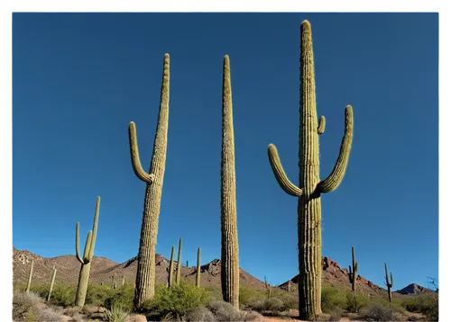 organ pipe cactus,saguaro,sonoran desert,cacti,sonoran,cactus,organ pipe,dutchman's-pipe cactus,arizona,desert plant,arizona-sonora desert museum,desert plants,ocotillo,peniocereus,san pedro cactus,fishbone cactus,az,tucson,cactus apples,cactus digital background,Illustration,Children,Children 03