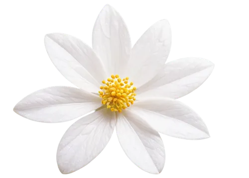 the white chrysanthemum,white dahlia,star magnolia,white chrysanthemum,magnolia star,fragrant white water lily,white magnolia,anemone japonica,wood anemone,white lily,white water lily,flowers png,white cosmos,white flower,white plumeria,flannel flower,blue star magnolia,white flower cherry,starflower,white blossom,Photography,Documentary Photography,Documentary Photography 26