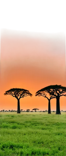 African savannah landscape, vibrant orange sunset, acacia trees silhouetted, grasslands stretching far, majestic baobab tree, warm golden light, soft focus, panoramic view, 3/4 composition, cinematic 