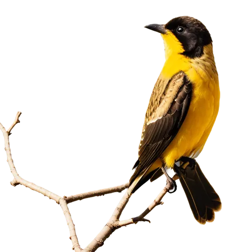 Little yellow bird, Periquito Amarillo, solo, small size, bright yellow plumage, black wings, distinctive beak shape, perched on branch, looking up, morning sunlight, shallow depth of field, warm colo