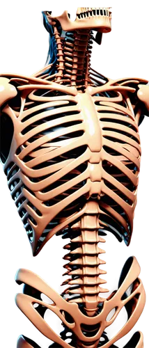 rib cage,ribcage,skeletal structure,human skeleton,skeletal,skeleton,wood skeleton,rotator cuff,rmuscles,vintage skeleton,cervical spine,bone-in rib,human body anatomy,muscular system,anatomical,endoskeleton,the human body,skeleton sections,bones,lion's skeleton,Conceptual Art,Sci-Fi,Sci-Fi 29