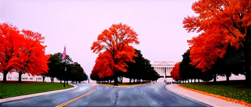 tree-lined avenue,tree lined avenue,washingtonian,maple road,avenue,tree lined lane,washingtonienne,washington,fall landscape,hockney,roadway,chestnut avenue,vineyard road,parkway,the trees in the fall,asphalt road,tree lined,racing road,autumn trees,boulevard,Photography,Artistic Photography,Artistic Photography 06