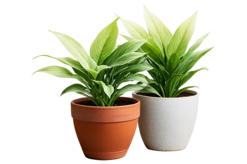 hostplant,potted plant,dracaena,green plant,green plants,potted plants,hostplants,dark green plant,plantes,dracena,houseplant,potted palm,citronella,peace lilies,house plants,aspidistra,houseplants,container plant,money plant,small plants,Illustration,Realistic Fantasy,Realistic Fantasy 24