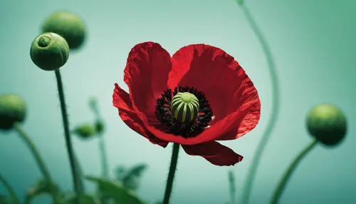 red poppy,poppy flower,red poppy on railway,poppy plant,coquelicot,papaver,poppy flowers,oriental poppy,floral poppy,red poppies,poppy anemone,klatschmohn,opium poppy,red anemone,corn poppy,seidenmohn,poppies,tulip background,a couple of poppy flowers,pasqueflower,Illustration,American Style,American Style 11