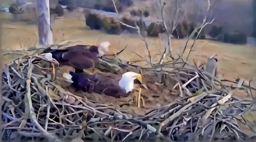 bald eagles,bald eagle,nesting box,american bald eagle,nesting material,eagles nest,nest box,nest building,of prey eagle,storks,nesting,nestling,buteo,nest,spring nest,fish eagle,feeding,nesting place,steller's sea eagle,savannah eagle