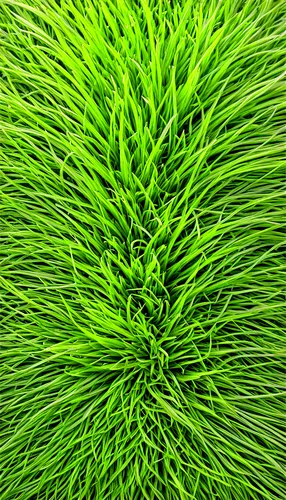 myriophyllum,wheat grass,green wallpaper,microalgae,wheatgrass,tenuifolia,block of grass,festuca,eleocharis,pine needle,zostera,echinochloa,spirulina,green tree phyton,lomandra,cyperus,juncus,macroalgae,trichophyton,saliya,Unique,Design,Knolling