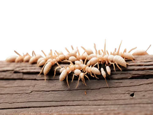 echinochloa,poaceae,enoki,muhlenbergia,dried grass,spikelet,spikelets,elymus,cordyceps,echinoids,anthill,coprinus micaceus,coprinus,myrmica,leptostylus,sedges,spines,wood daisy background,citronella,cheatgrass,Conceptual Art,Fantasy,Fantasy 13